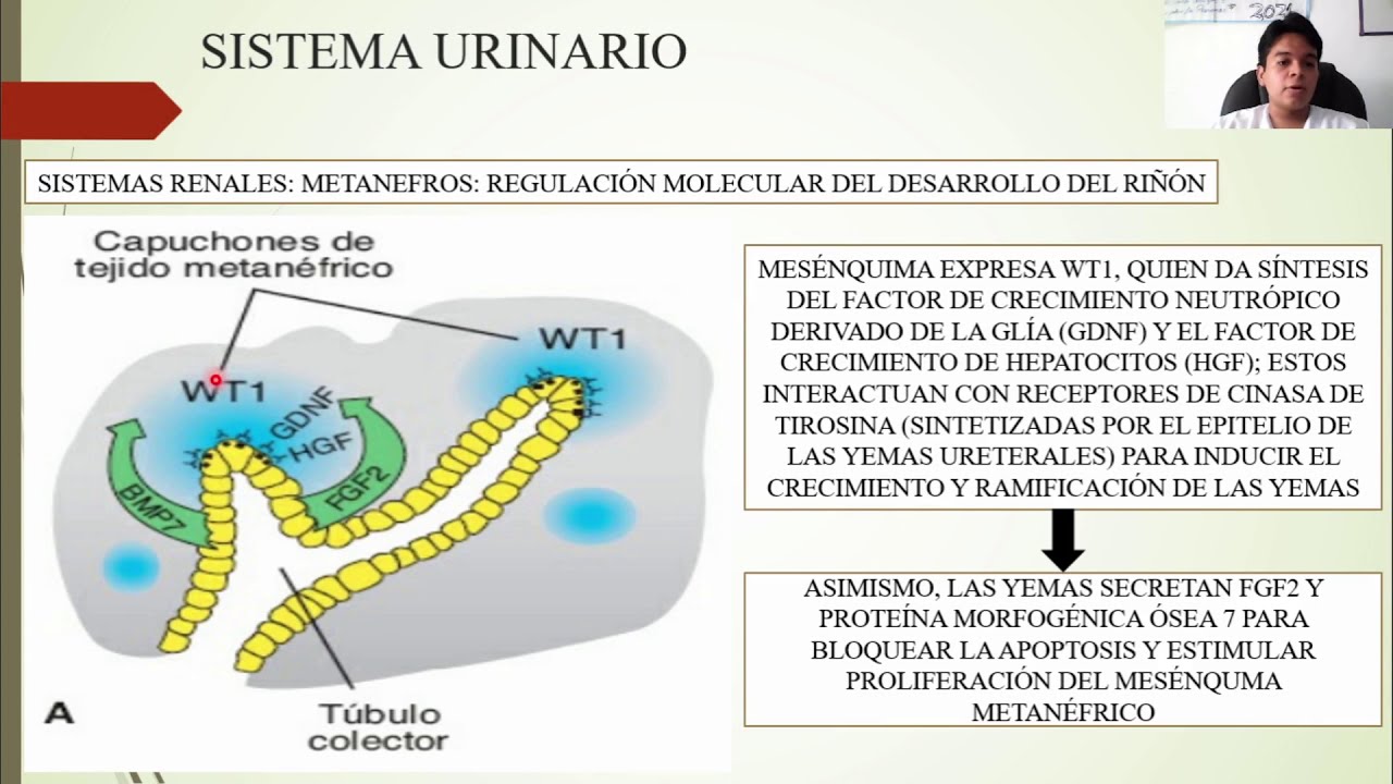 EMBRIOLOGÍA: SISTEMA UROGENITAL
