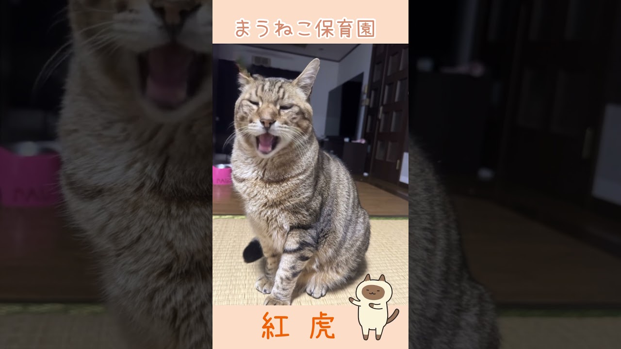 #ねこ #ネコ #dreamface #ねこの居る暮らし #まうねこ#Gattolibero