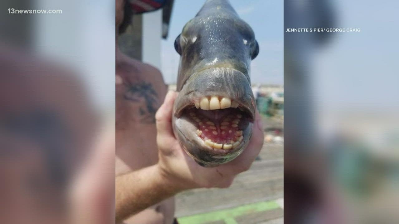 Fish With Human-Like Teeth Caught in Nags Head