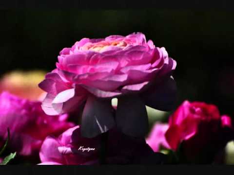 download lagu mp3 mp4 Elleni, download lagu Elleni gratis, unduh video klip Download Elleni Mp3 dan Mp4 Music Online Gratis