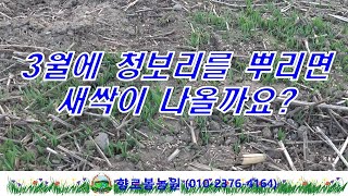 3월에 청보리를 뿌리면 싹이 나올까요