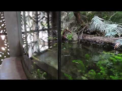 Monitor lizard stereotypic swimming /interaction with glass boundary