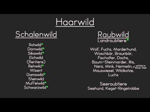 Haarwild |Jagd 1|