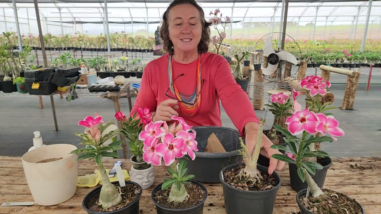 AREIA NO SUBSTRATO DE ROSA DO DESERTO: PROBLEMA OU SOLUÇÃO!?