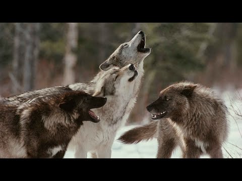 Звуки волков (Разный волчий вой) | (7 Минут)