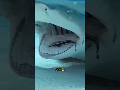 The Fish Even Sharks Won't Touch