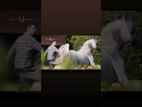 Wortex Kalliste #wortexkalliste #arabianhorse #mecontrote