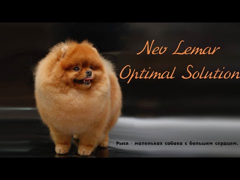 Nev Lemar Optimal Solution