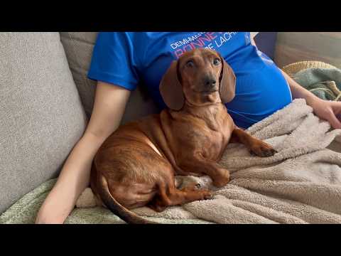 Ein Mini-Dackel freut sich auf ein neues Baby! 🍼