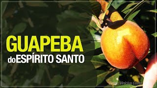 Miniatura do vídeo