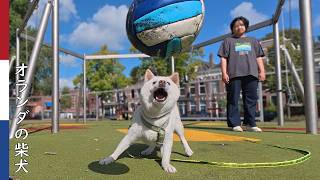 親戚のお姉さん(妹)と最後のお散歩| 柴犬柿丸・オランダ散歩と環境音