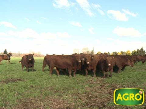 Carne: Claves para entender cómo se presentará el mercado futuro de carnes  (#626 2015-08-01)