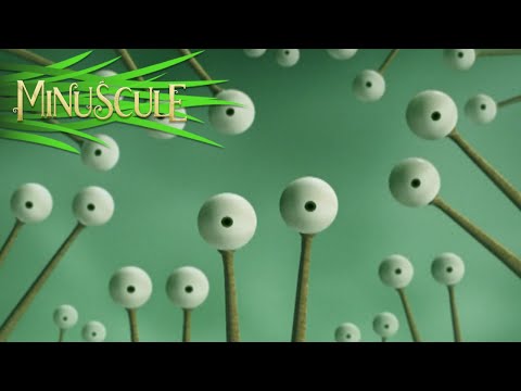 Minuscule – salade/Lettuce