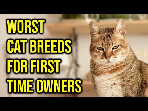 10 Worst Cat Breeds For First Time Owners/ All Cats