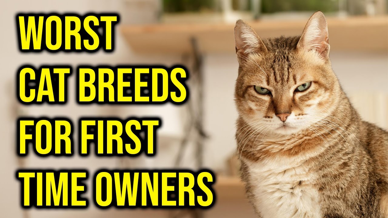 10 Worst Cat Breeds For First Time Owners/ All Cats