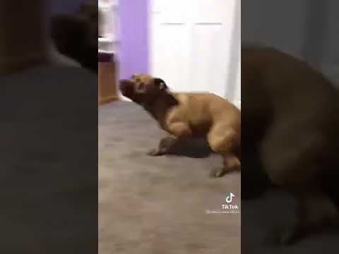 Dog zoomies funny 🤣 #tiktok