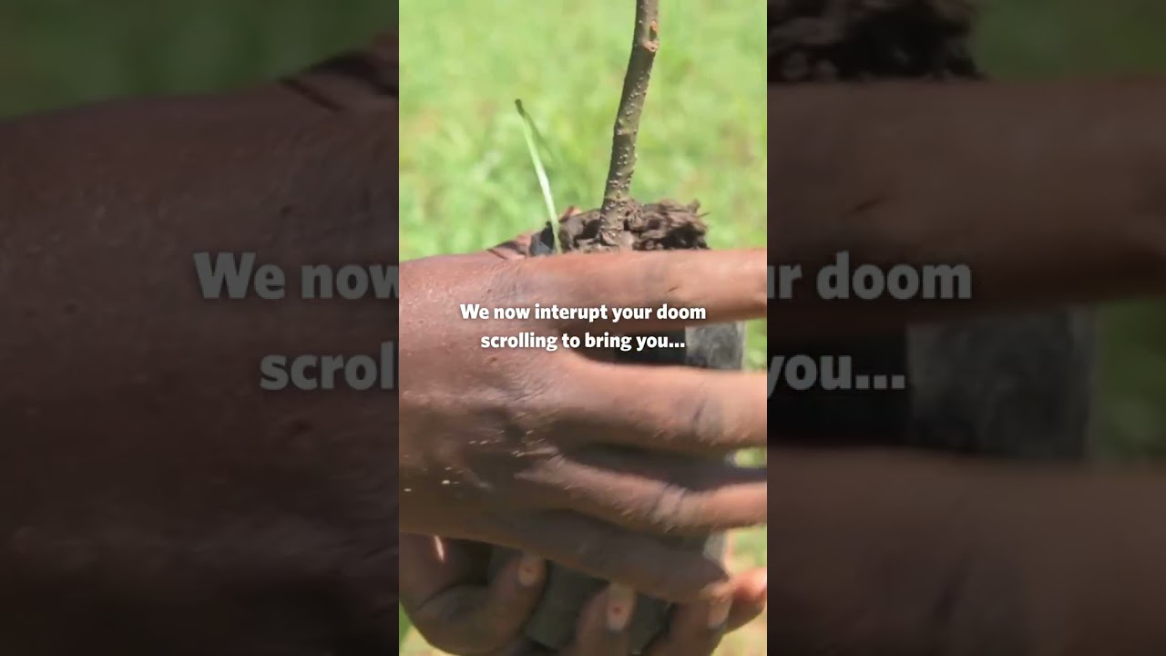 Last year, we equipped farmers to plant over 100 million trees. 🌱