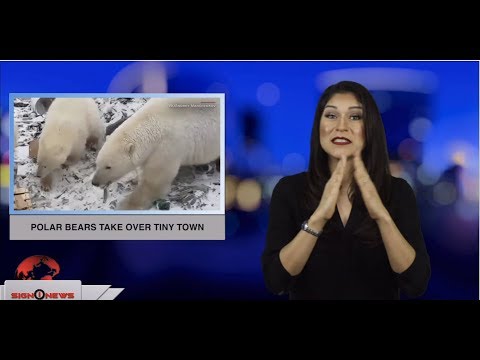 Polar bears take over tiny town (ASL - 2.11.19)