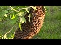 How to Start Your Own Beehive: Start With a Swarm!
