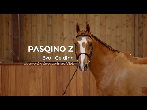 10. Pasqino Z | Profile