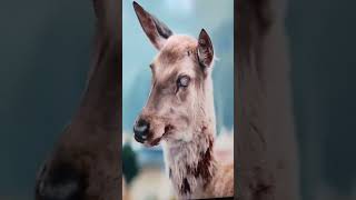 Download lagu Zombie Deer 🦌 mp3