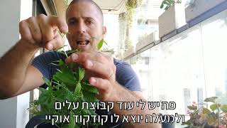 איך מגדלים שיח לואיזה בעציץ?