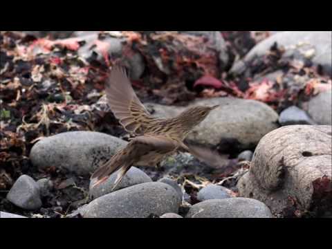 Rare birds on the Faroe Islands in autumn 2016