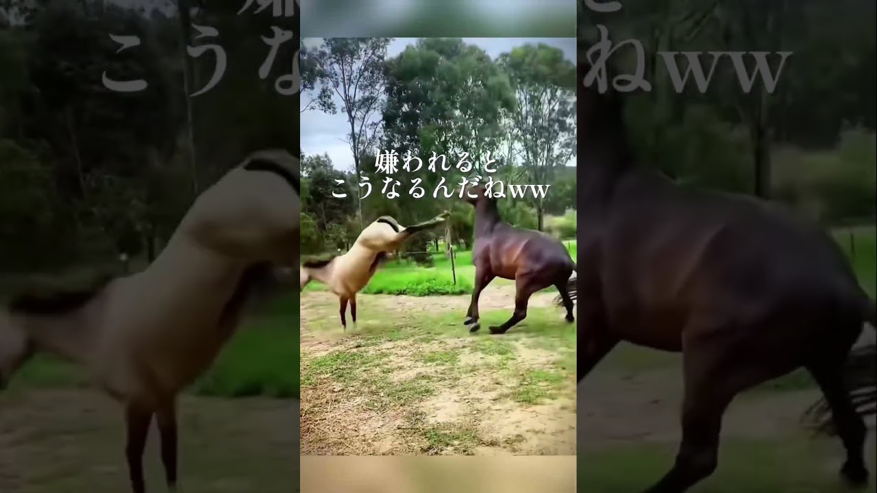 ウマさん可愛すぎるwwww