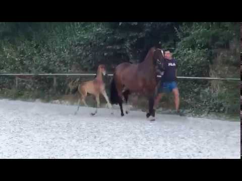 Feine Puppe, SF von Fürst Wilhelm – Zhivago, *18.06.2018