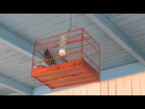 Kiauw twa twa bird - Guyana