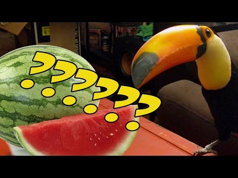 Toucan Discovers a Watermelon for the First Time!!!!