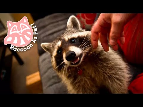 Medvedík čistotný (Procyon lotor) — reálne info: chov, welfare a legislatíva