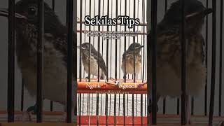 Download lagu Membedakan trotolan jantan dan betina dari suara lapar nya #fypシ #kicaumania #murai #birdfarming mp3