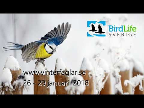 Vinterfåglar Inpå Knuten