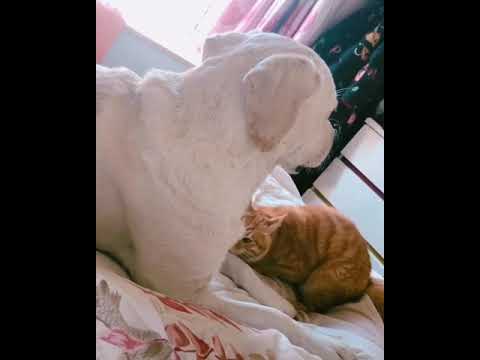 #cats hashtag on Instagram