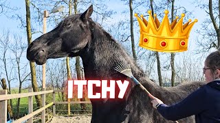 Itchy!!! | What a big baby belly they are getting! | How sweet they are! | Friesian Horses