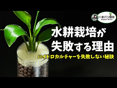 園芸 ハイドロカルチャーまたは水耕栽培