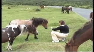 preview picture of video 'Dartmoor-Ponies - Ausflug ins Dartmoor, Schülersprachreise nach England'