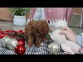 Miniature Poodle dogs for sale: Jax - Video 1