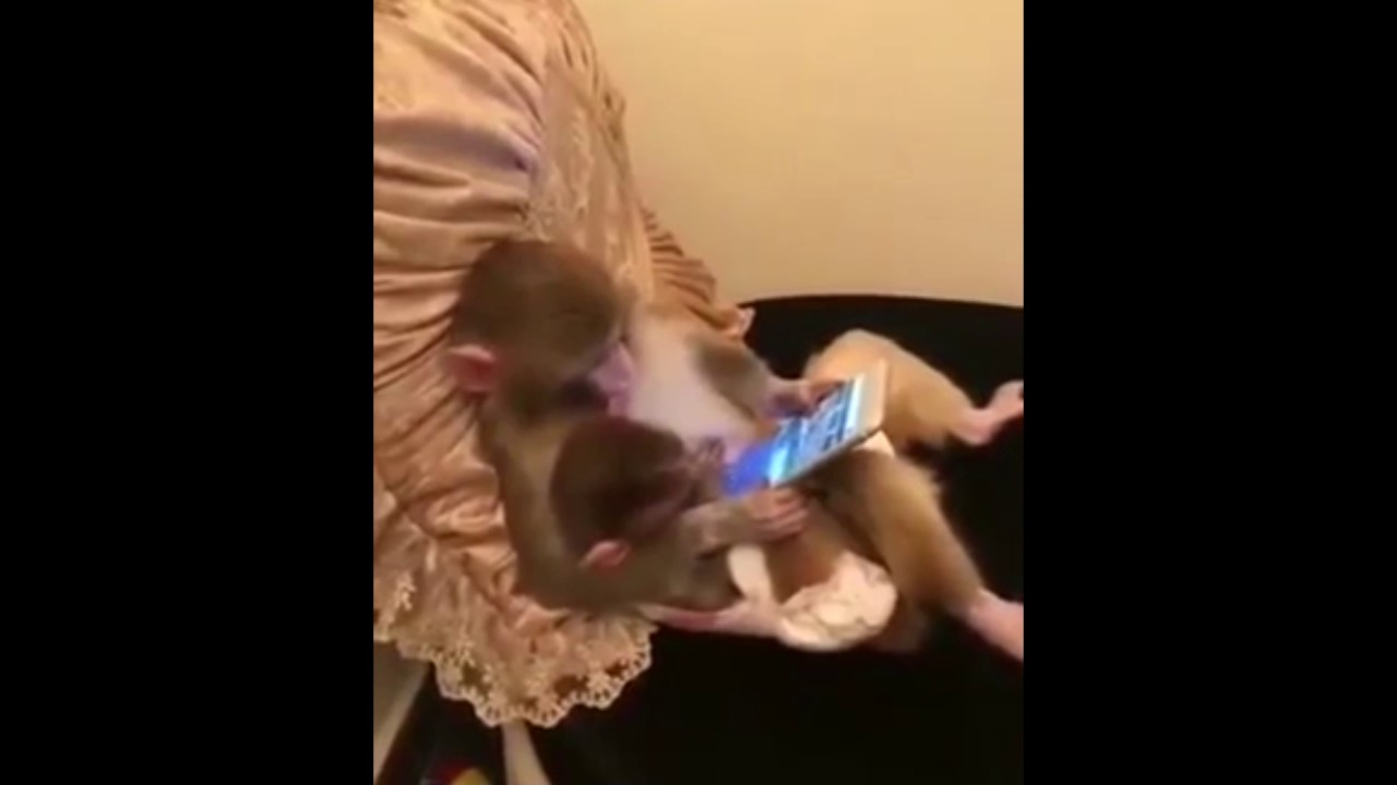 Clever monkey using tablet [9gag] Full Footage HD
