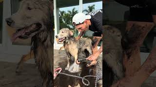 My dogs love Florida rain season… #dogsofyoutube #dog #dogs #goldenretriever #puppy