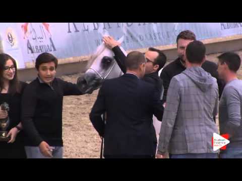 1st PLACE-N.97 AJA ANGELO - DEAUVILLE 2015 - Senior Stallions Championship (Class 22)