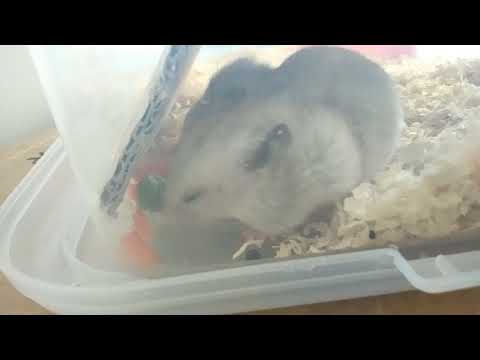 Hamster si kelabu