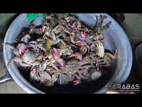 EP734-P2 - Naligaw sa Pandadakomo | Occ. Mindoro