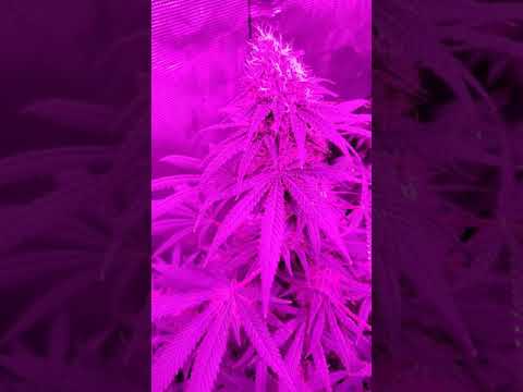 White widow big bud hybrids