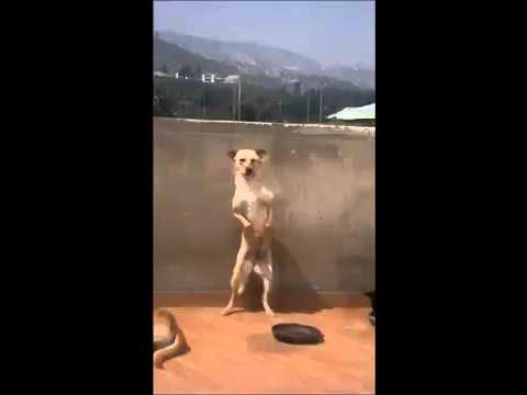 El perro carranguero