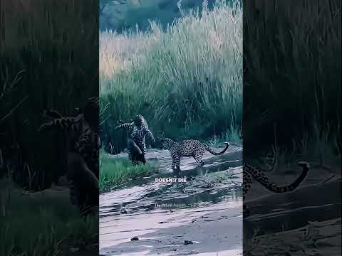 THALAIVAN!! 😊 🤣#funny #comedy #animalshorts #tamil #viral #shorts