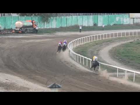 Trka "Srpski Saint Leger" 20.10.2019 First Thought - Aleksandar Šašić