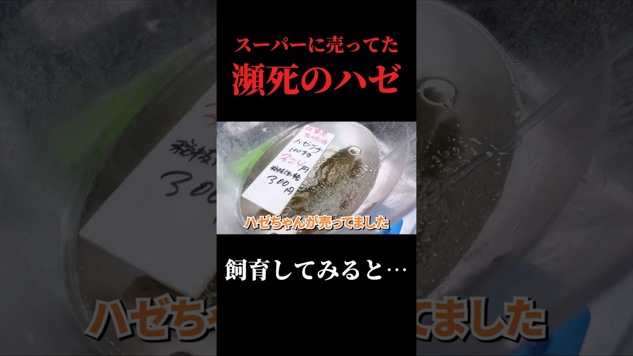 スーパーに売ってた瀕死のハゼを飼育する