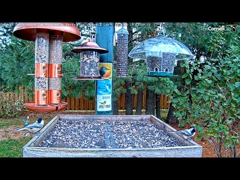 Black-capped Chickadees and Red-breasted Nuthatches Grab Seeds In Ontario – Oct. 29, 2021